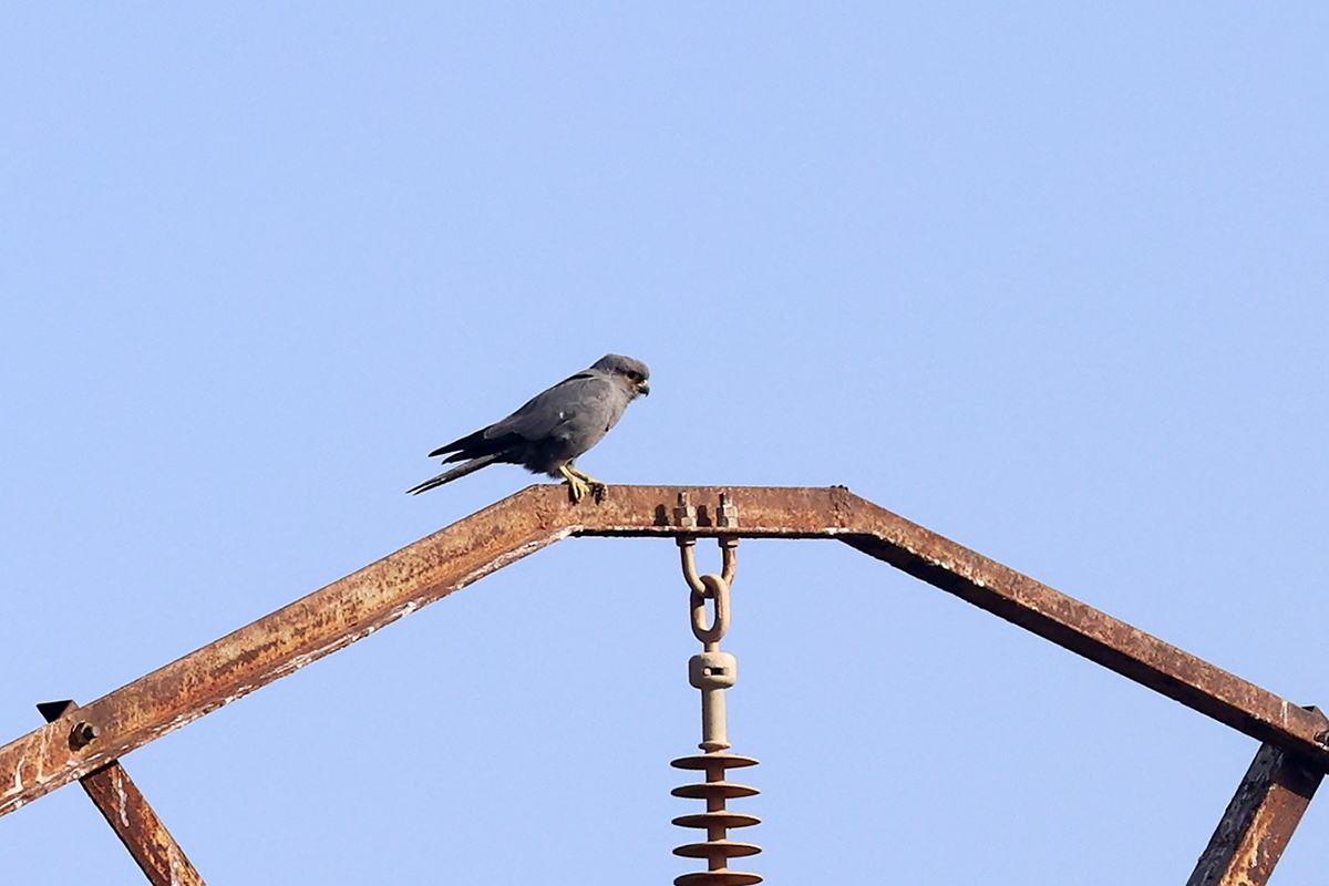 Grey Kestrel